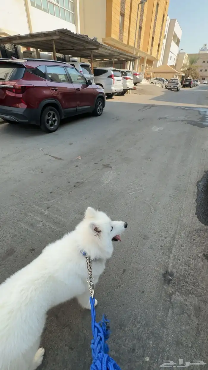 كلب سامويد 2