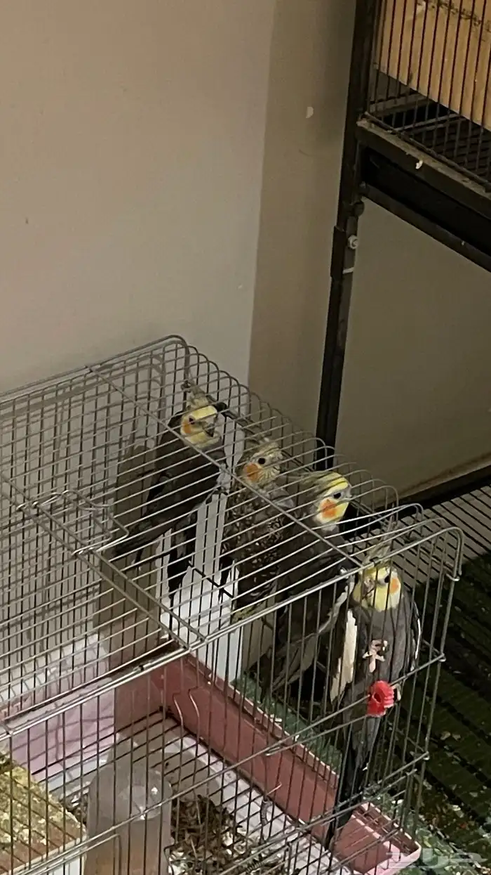 طيور كروان 1