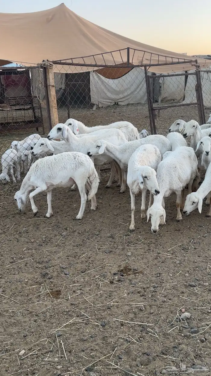 اعرض لكم حلالي ضان شهران متابيع كفوو مراح واحد واسنان 6