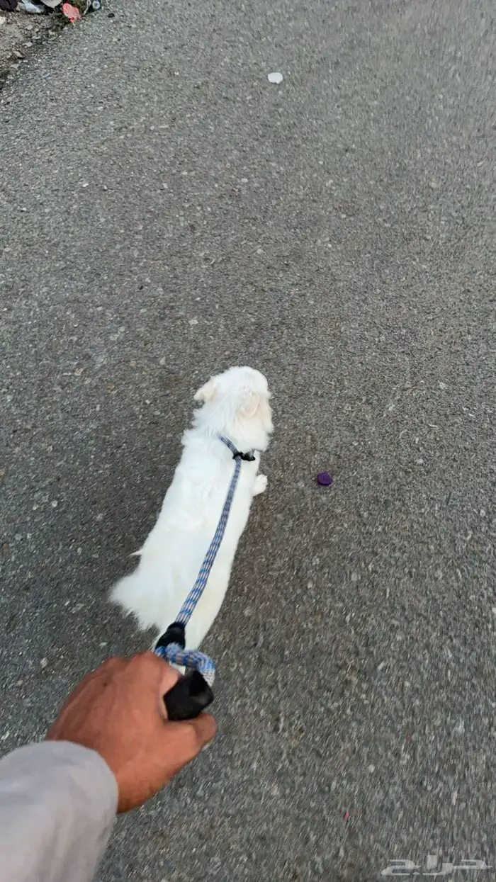 كلب انثى للتبني 2