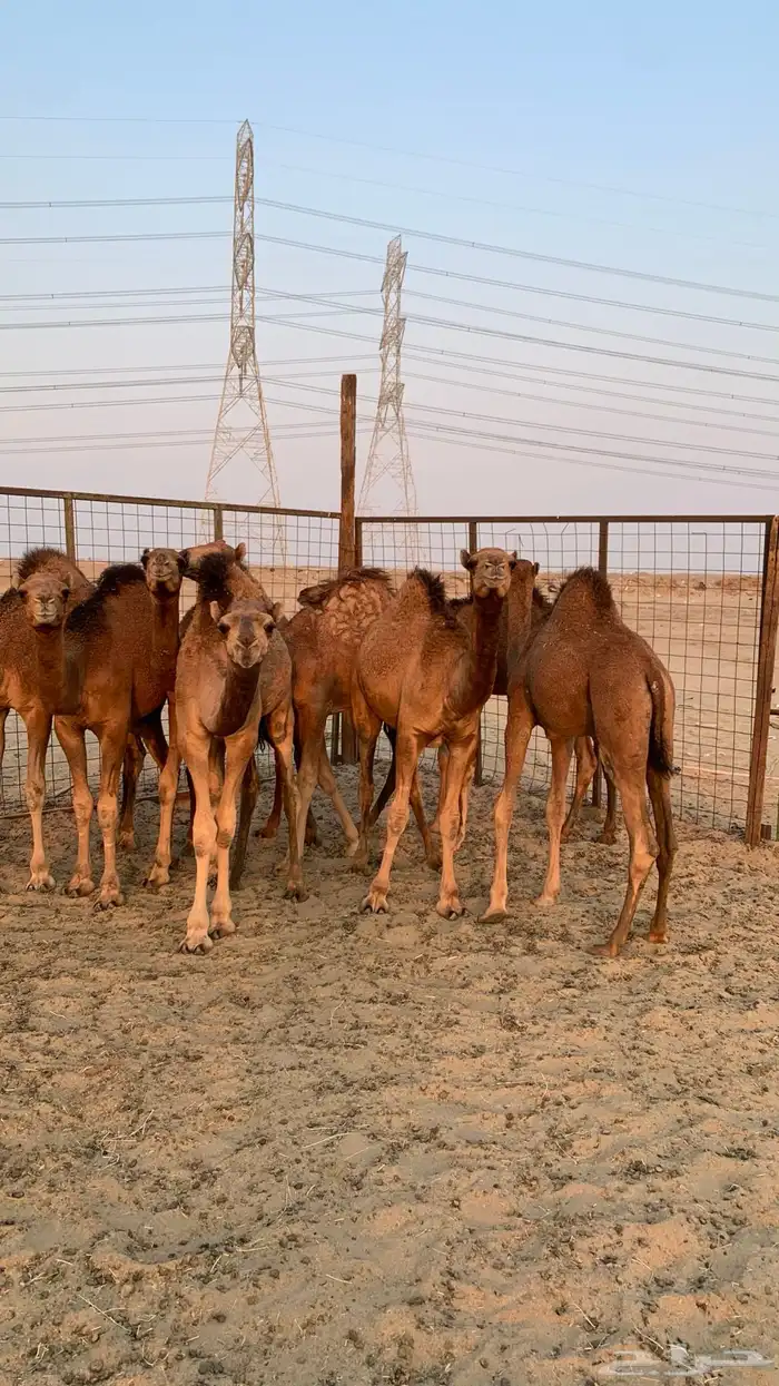 قعدان بلدي 3