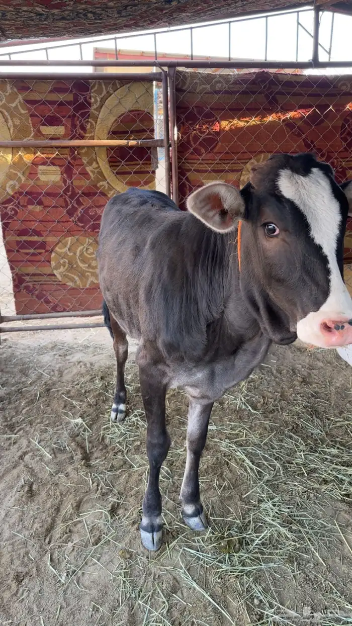 بقره ناتج وقدهي لقحه 2