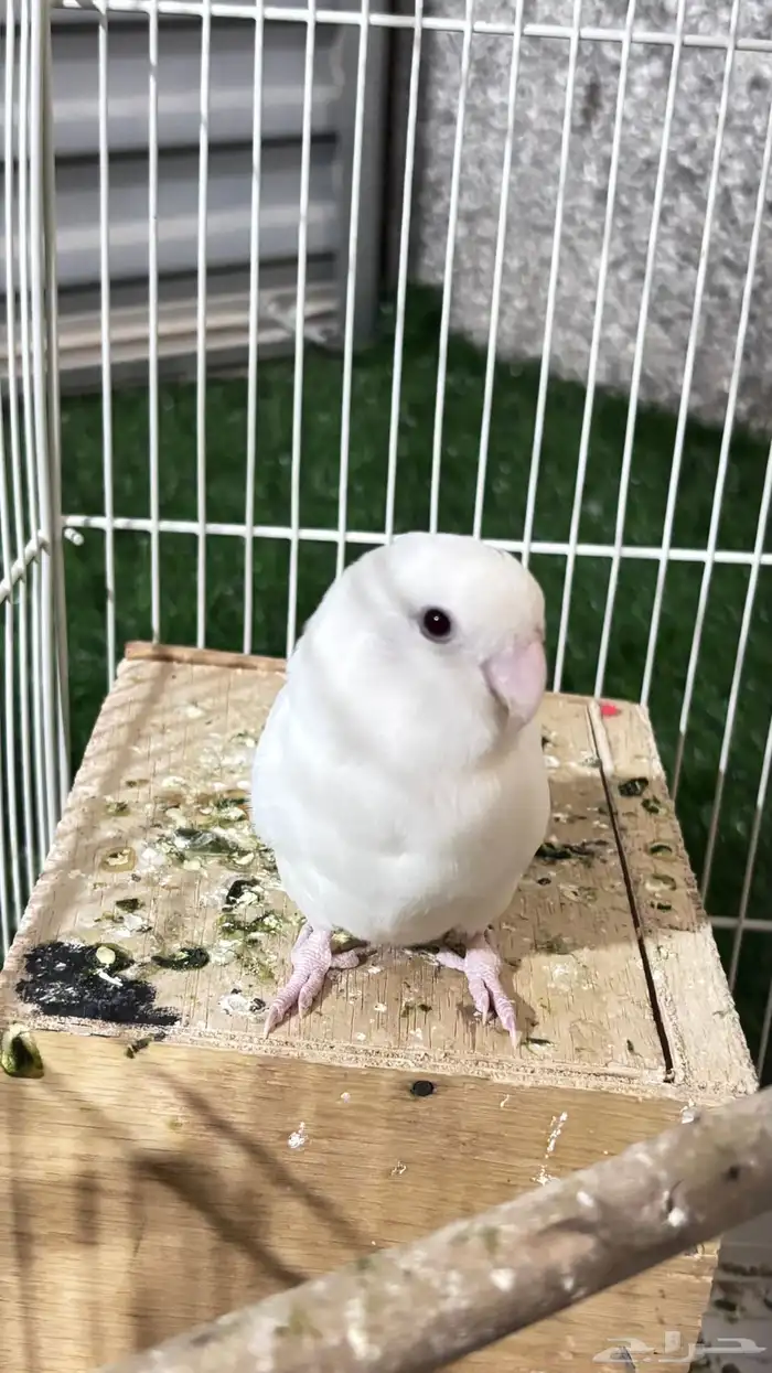 طير روز فرد 1