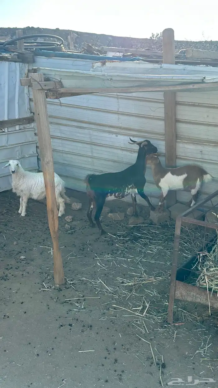 عنز وعناق ورخل 1