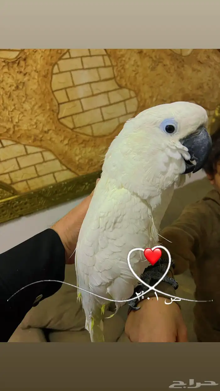 كوكاتو امبريلاء 2