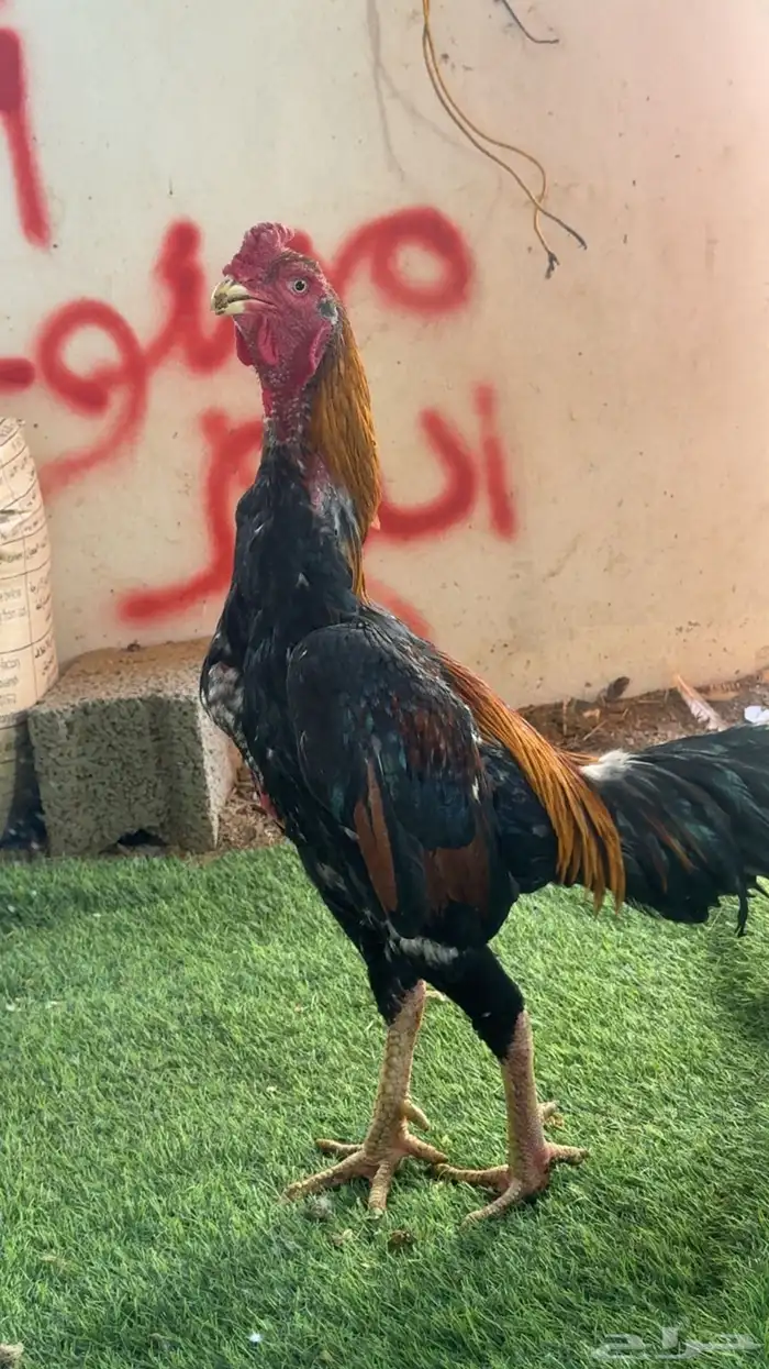 دجاج باكستاني شمو يباني و سندي 6