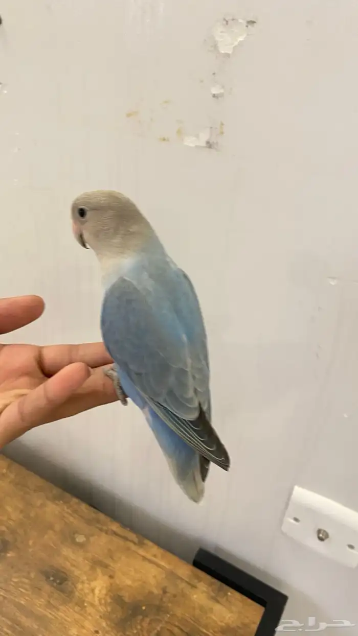 للبيع روز اليف 0