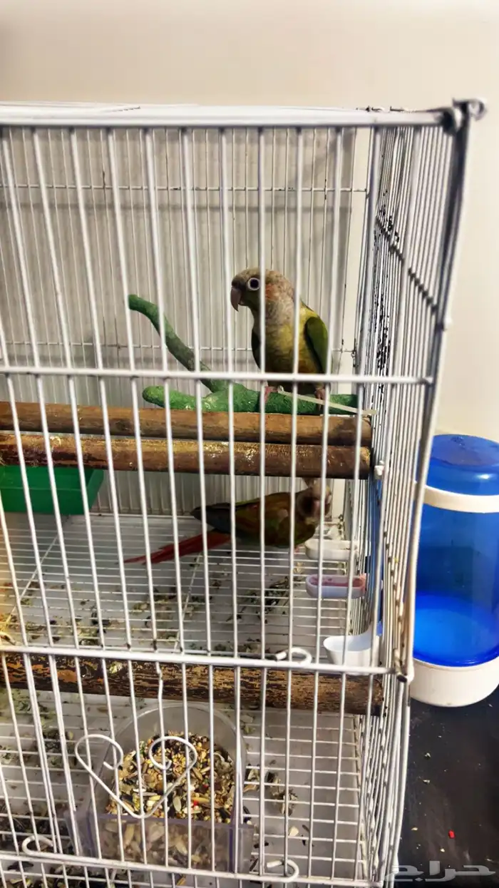 جوز كنيور طفره 2