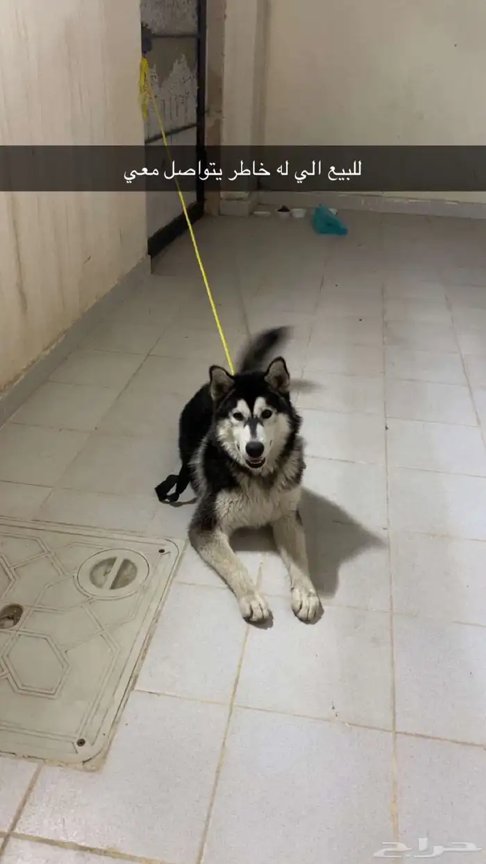 كلب هاسكي العمر مجهول لعوب مايعض الموقع المظيلف و الباقي خا 0