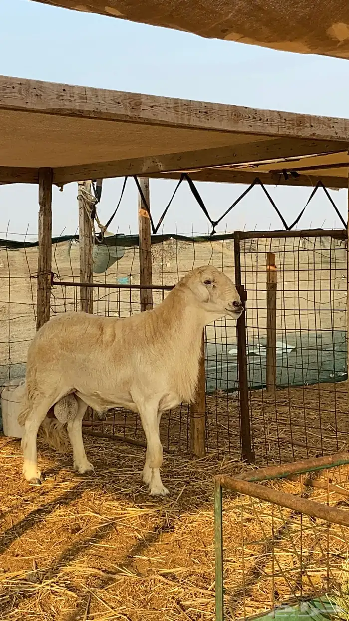 فحل حري صنف منتج (ولد خطر) 1