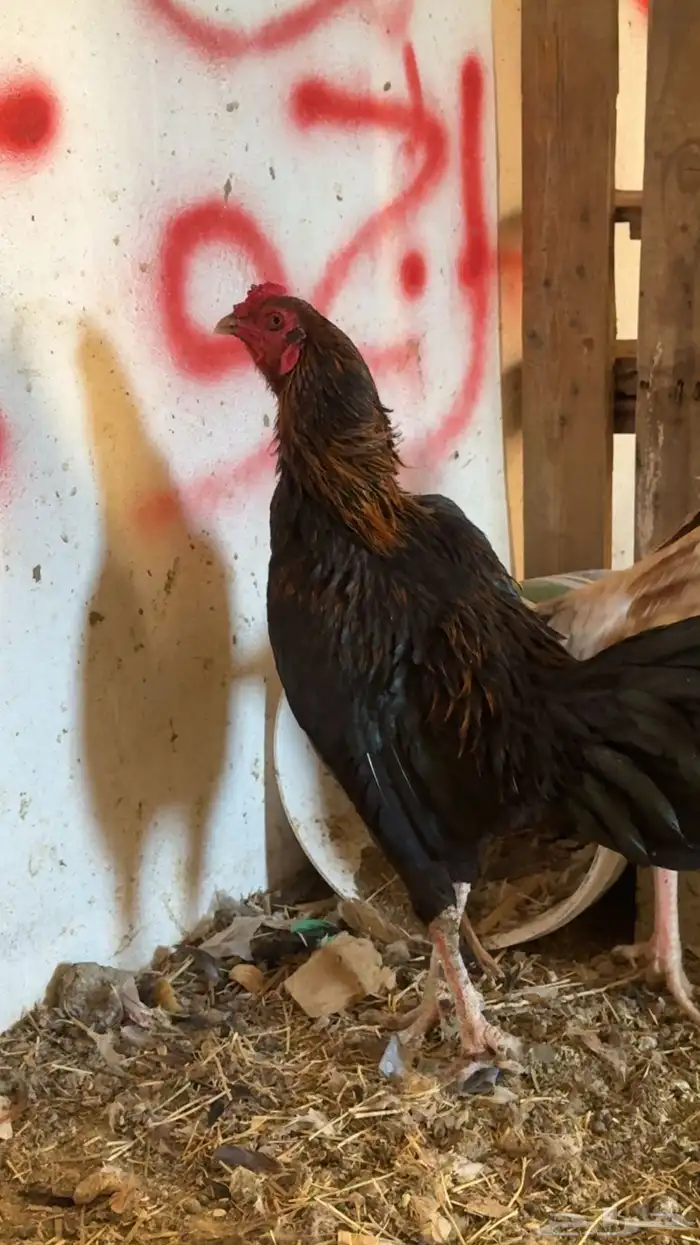 دجاج باكستاني شمو يباني و سندي 12