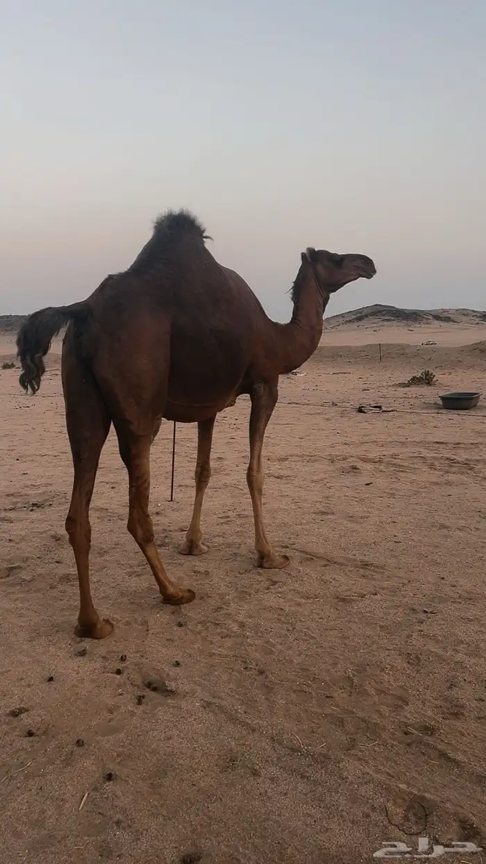 القح في 11 شهر 1