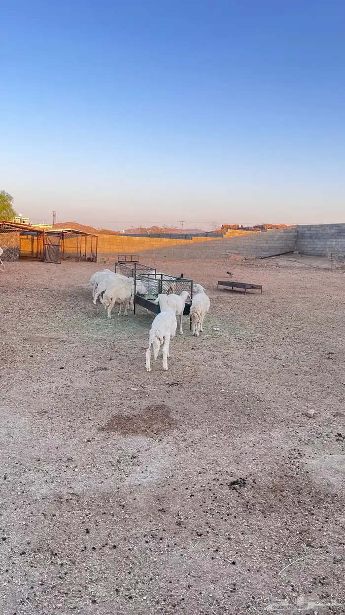 بهم خرفان ورخال كفو 3