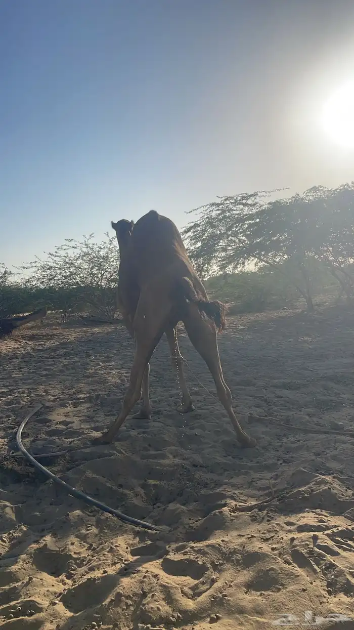 بعير ساحلي عتودي 1