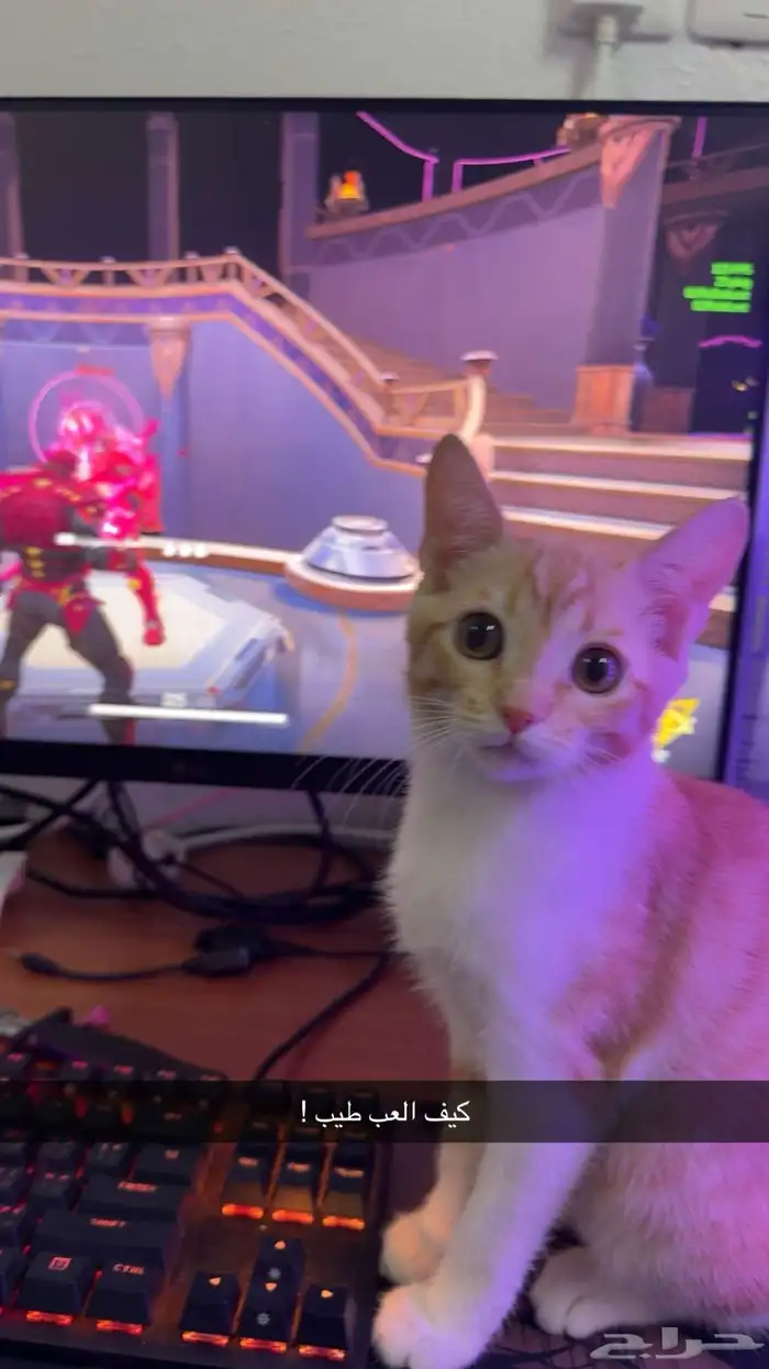 قطه مفقوده 1