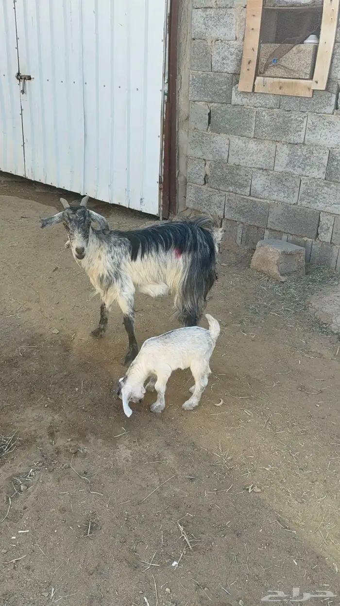 عنز والد تحتها عناق 5