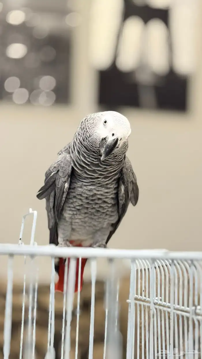 كاسكو متكلم على اليد 5