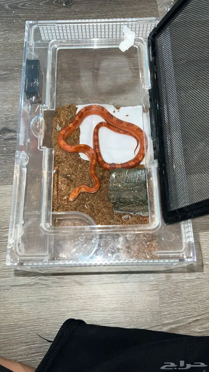 للبيع كورن 3