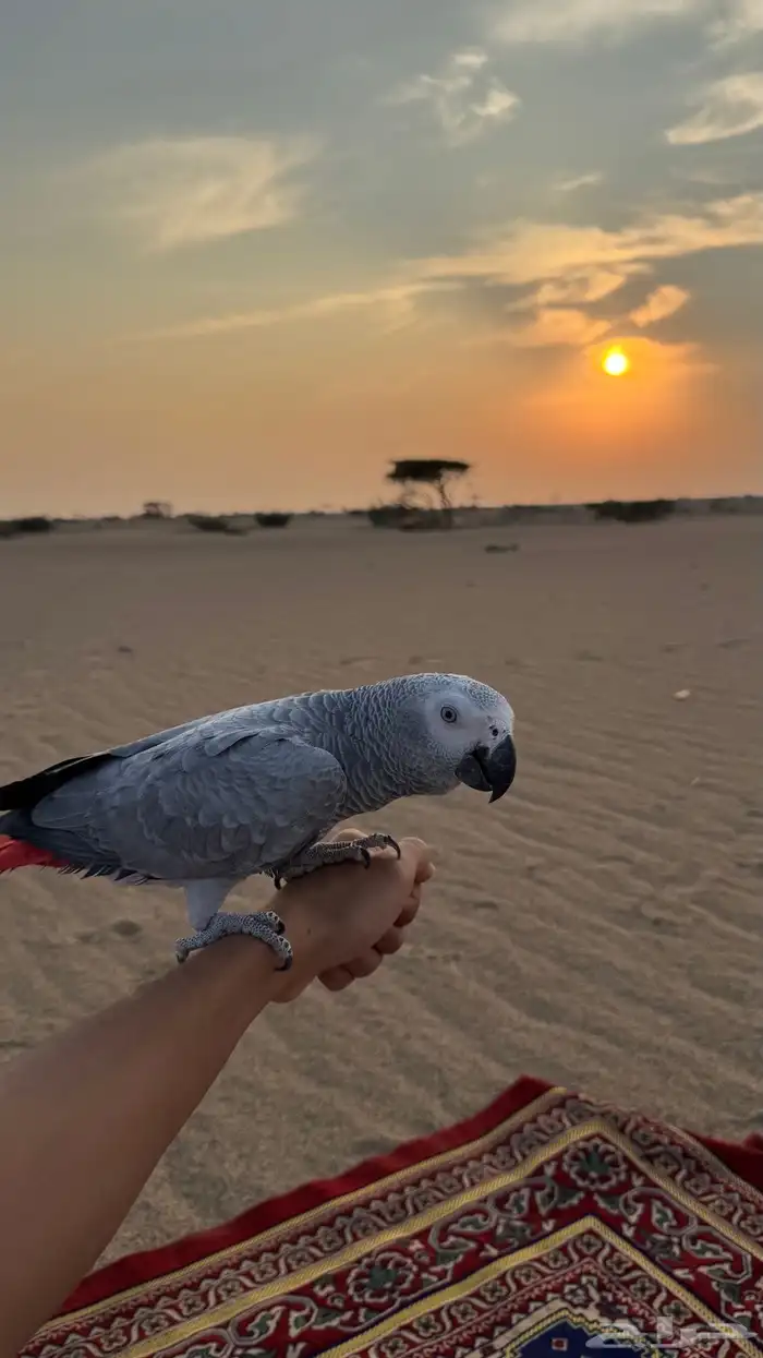 للبيع كاسسكو 3