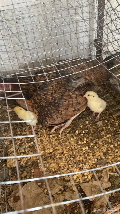 دجاج باكستاني شمو يباني و سندي index