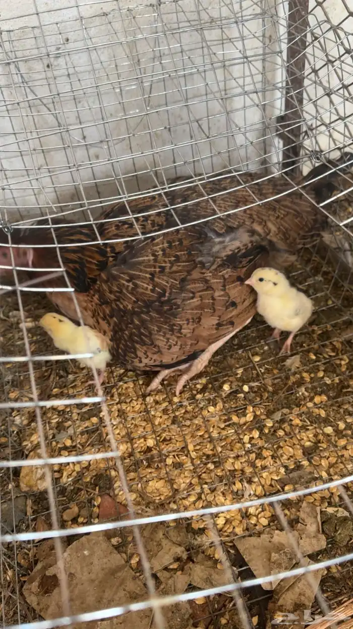 دجاج باكستاني شمو يباني و سندي 8