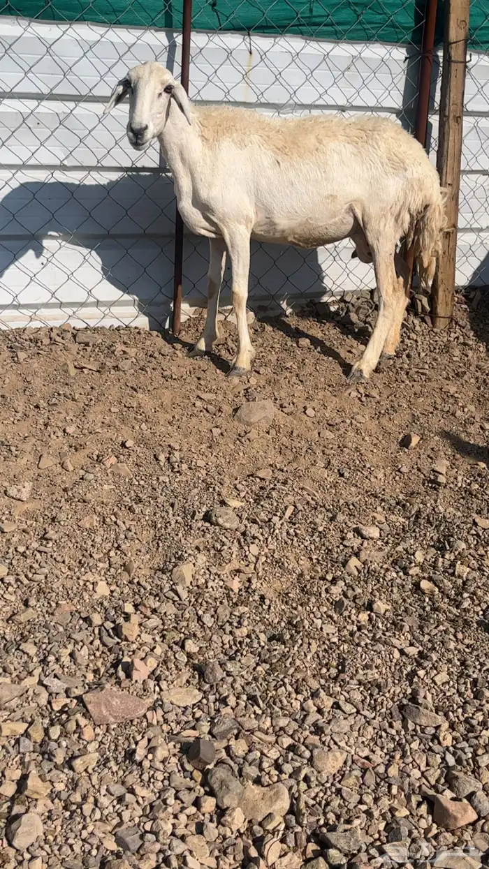 رخال حريات حرش والد 14