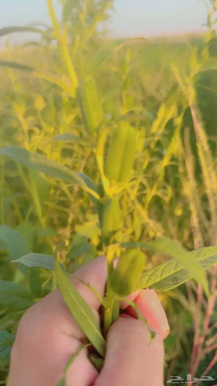 زيت سمسم بلدي للبيع (مزارع صنبه وادي جيزان) 2