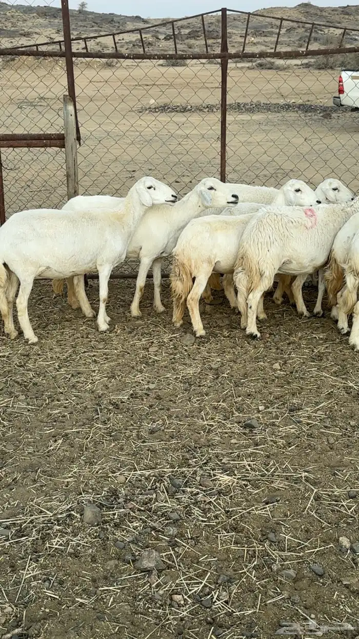 اعرض لكم حلالي ضان دفع دفاع بين مراح واحد ونضاف ومشروطه 4