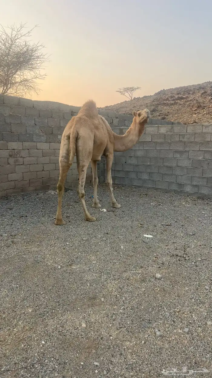 بكره كفو ع ضراب 4