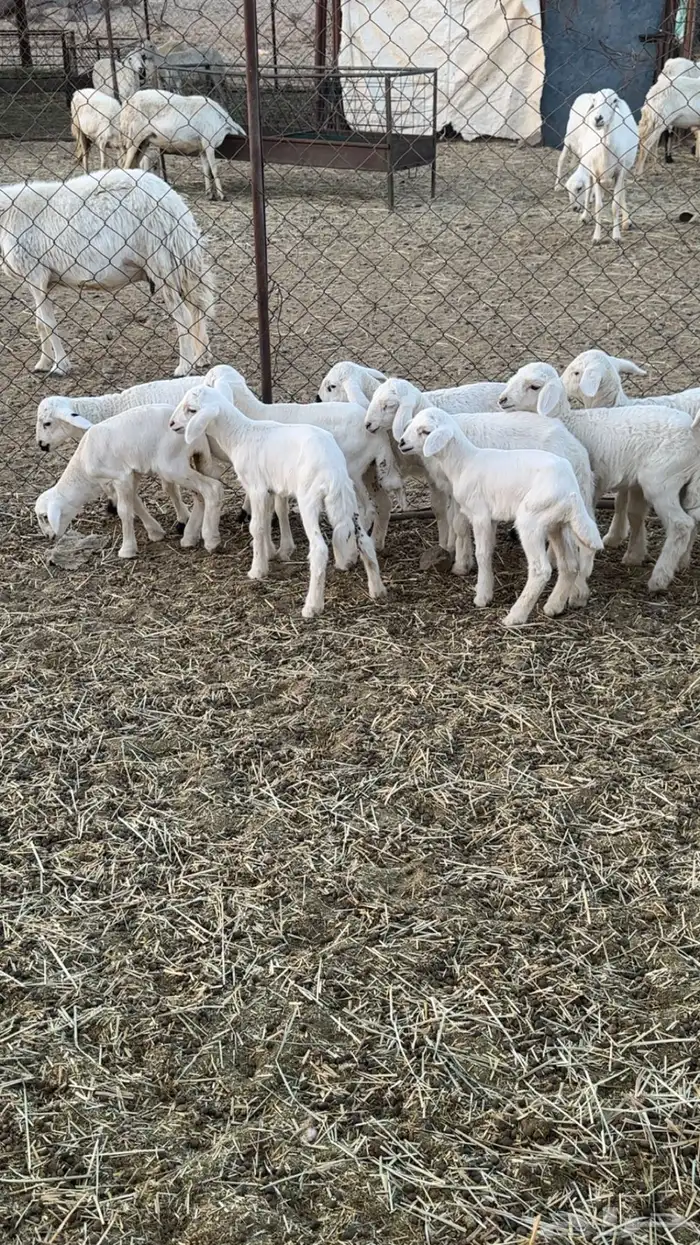 اعرض لكم حلالي ضان شهران متابيع كفوو مراح واحد واسنان 8