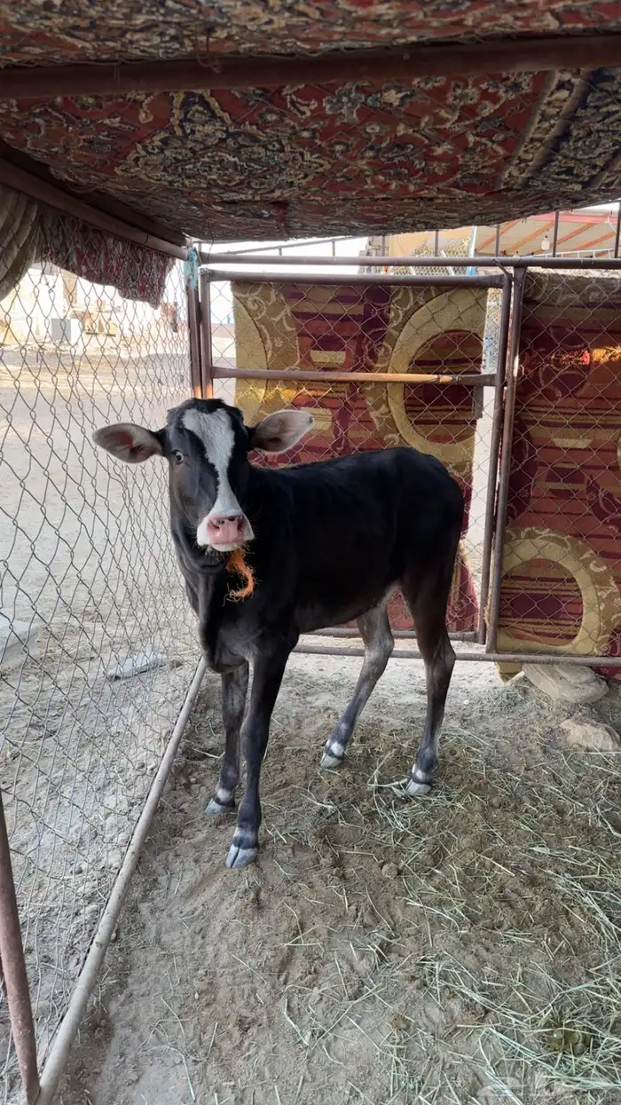 بقره ناتج وقدهي لقحه 0