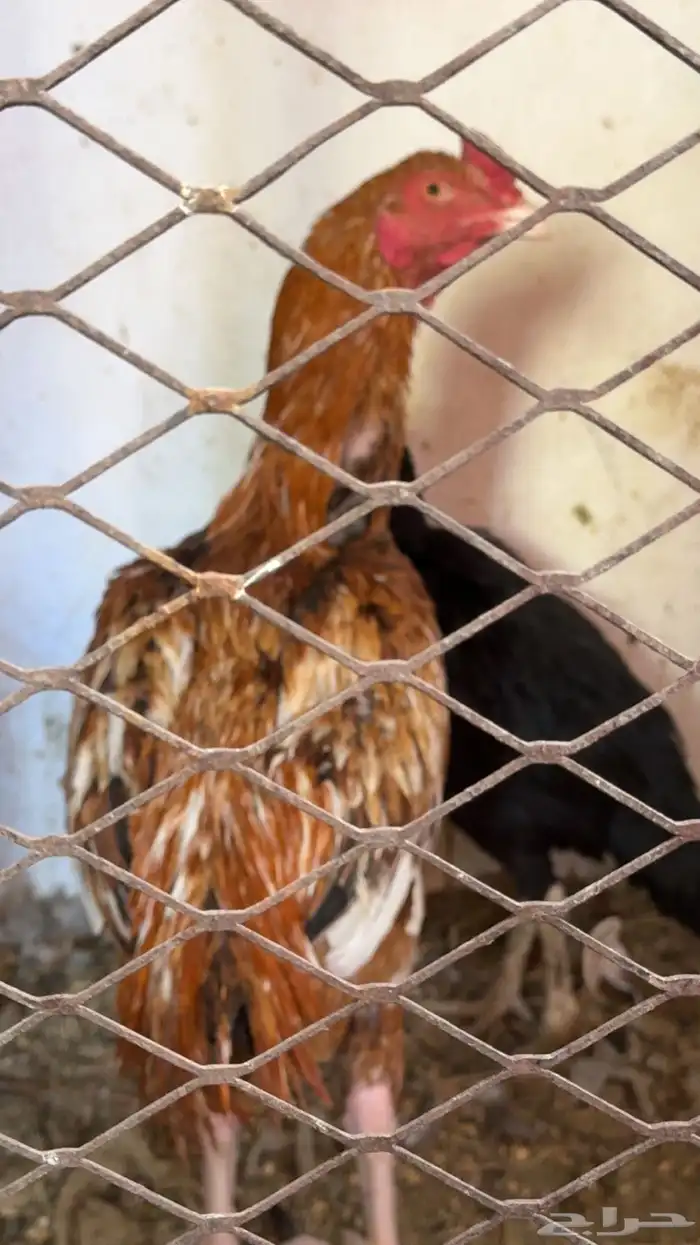 دجاج باكستاني شمو يباني و سندي 14