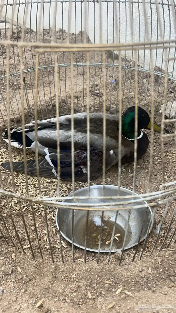 بطه خضاري صويب للبيع 0