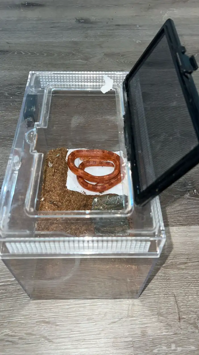 للبيع كورن 2