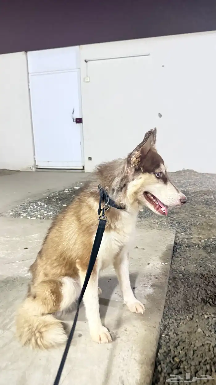 كلب هاسكي انثى للبيع معه كيس اكله 15 كيلو العمر 8 شهور 0