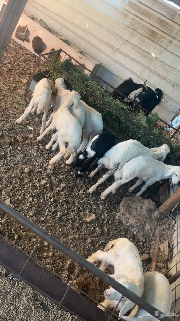 رخال حريات حرش والد 21