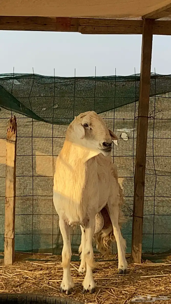 فحل حري صنف منتج (ولد خطر) 0