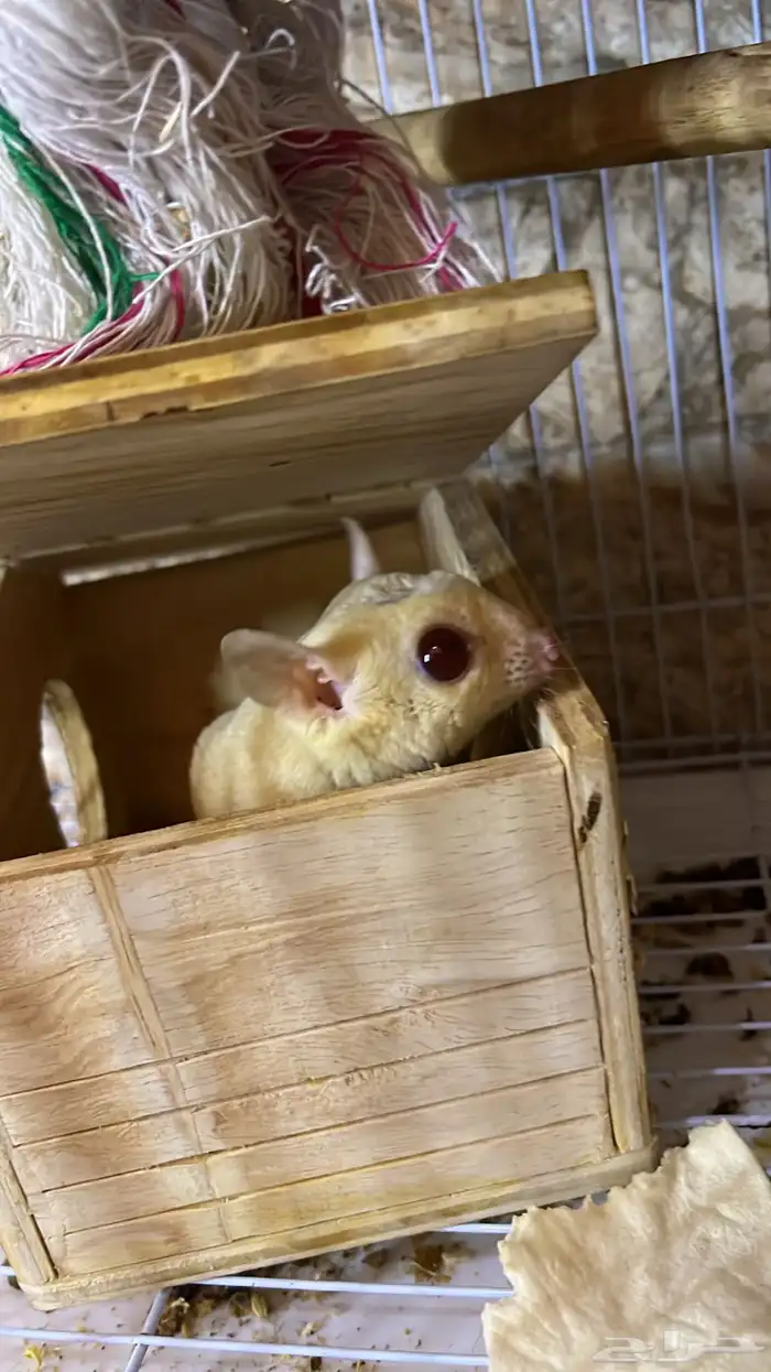 زوجين ودكر 3