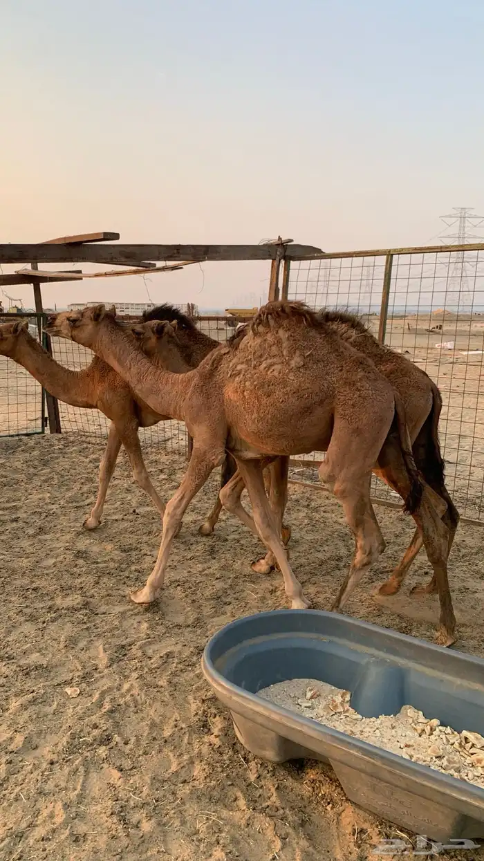 قعدان بلدي 6