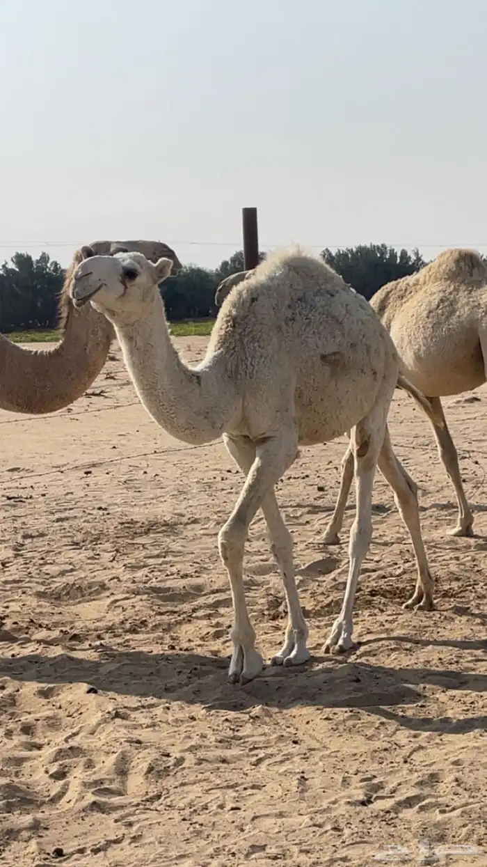 قعود مفرود 0