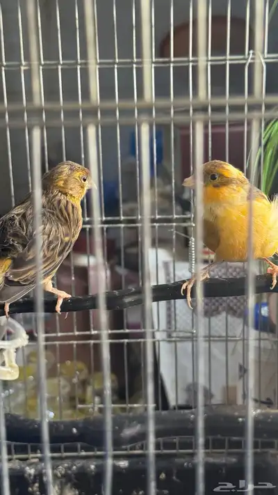 للبيع جوز كناري index