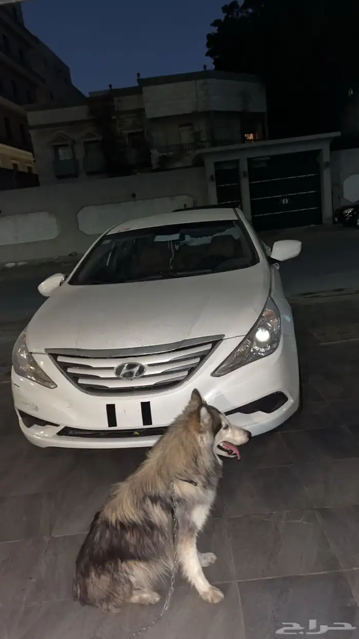 كلب هاسكي مفقود في حي الصفاء 2