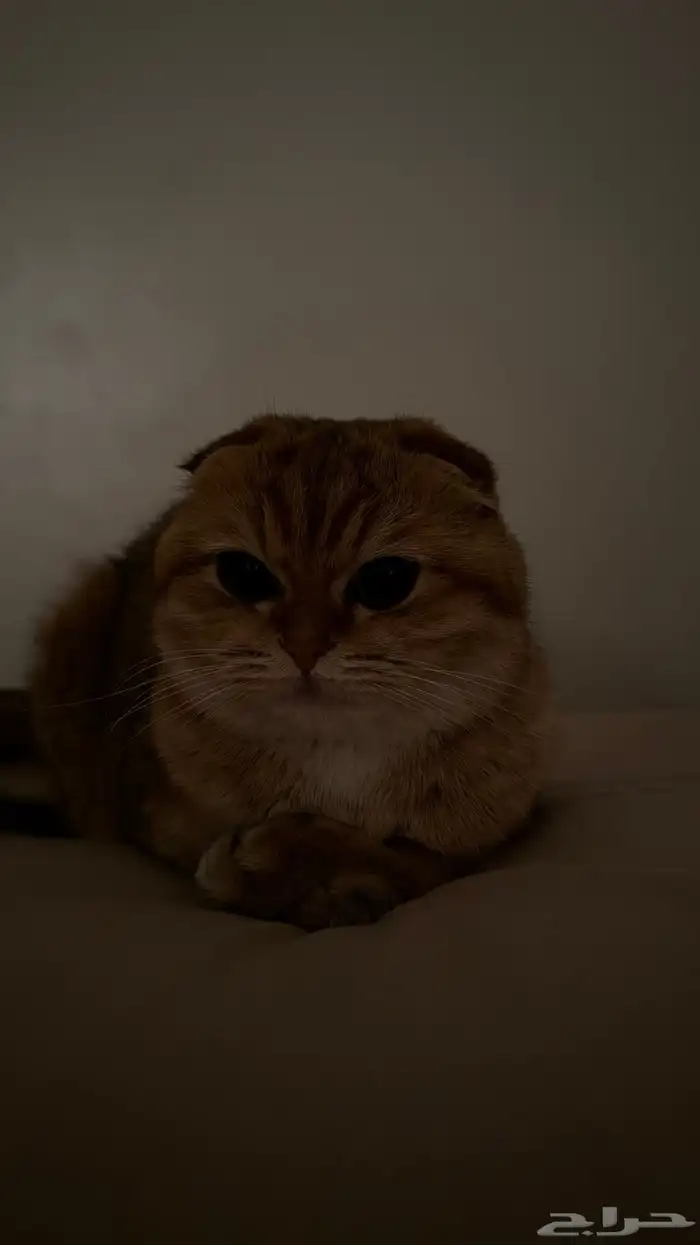 قطه سكوتش 8 شهور 4