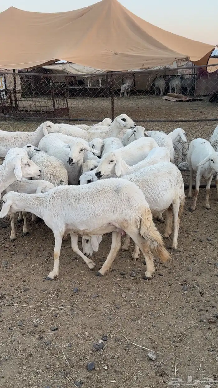 اعرض لكم حلالي ضان شهران متابيع كفوو مراح واحد واسنان 5