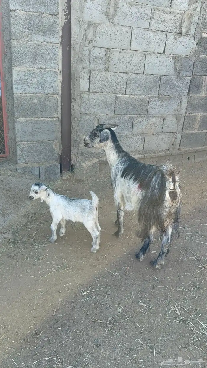 عنز والد تحتها عناق 3