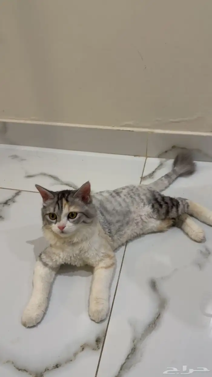 قطط للبيع والتبني 1