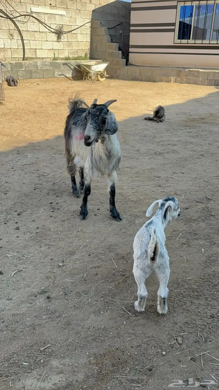 عنز والد تحتها عناق 4