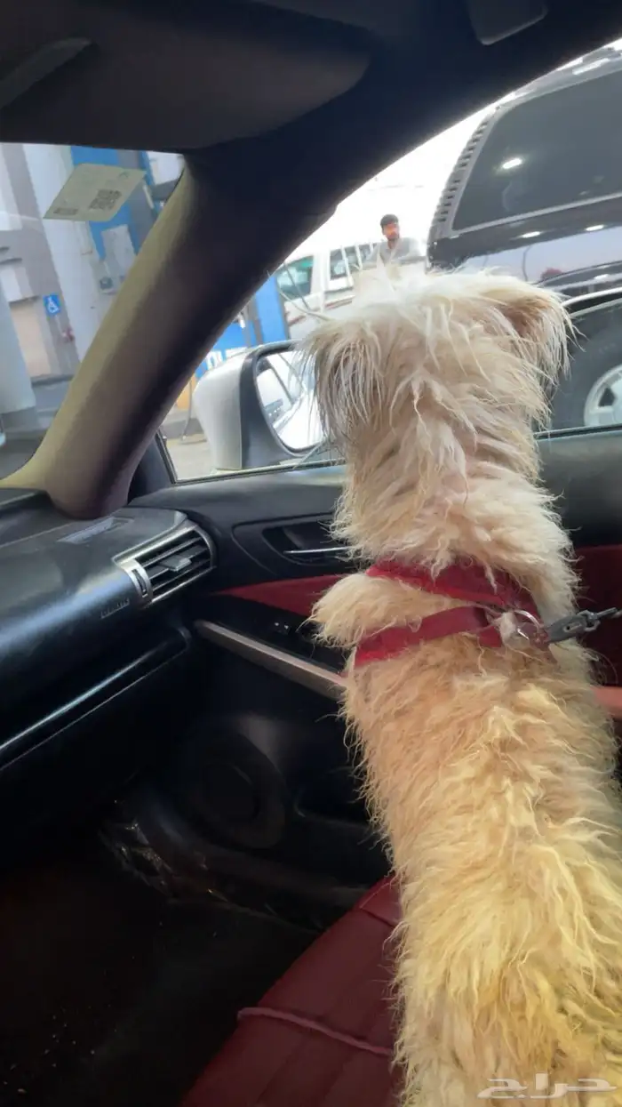 كلب شيواوه 0