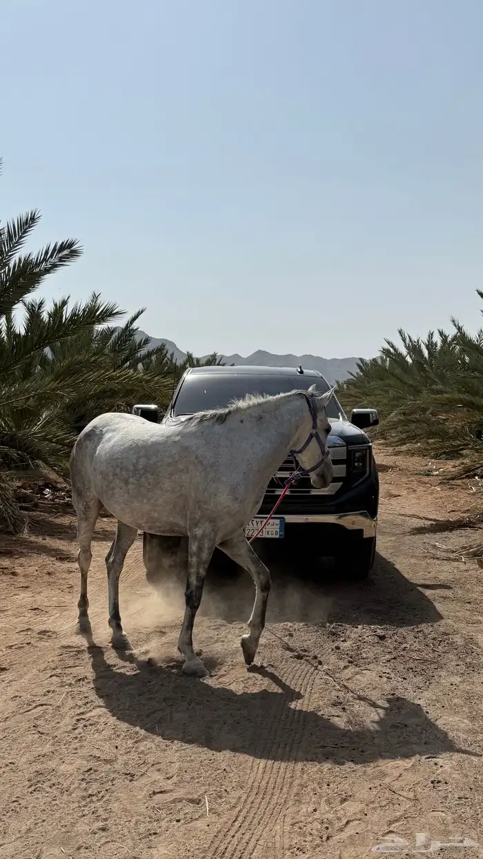 فرس شعبي لقاح 0