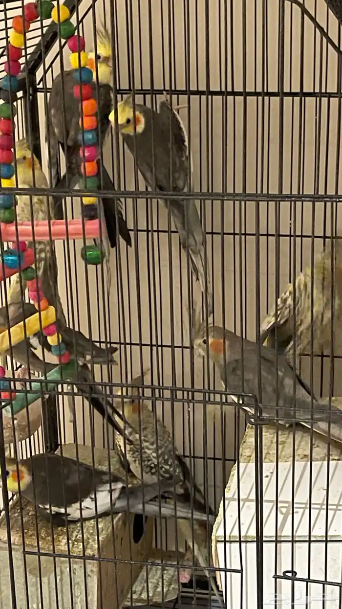 طيور كروان 0